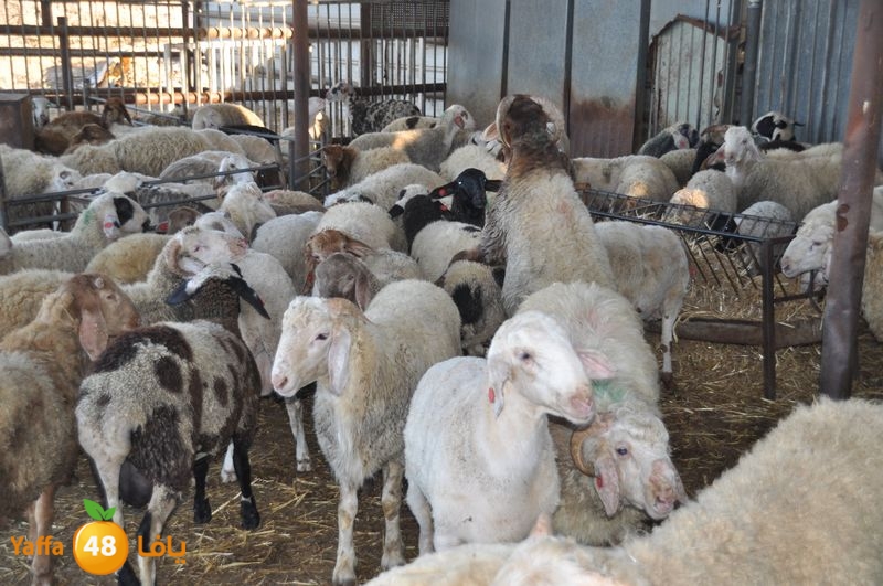 mal7ama lud 929 (7).JPG